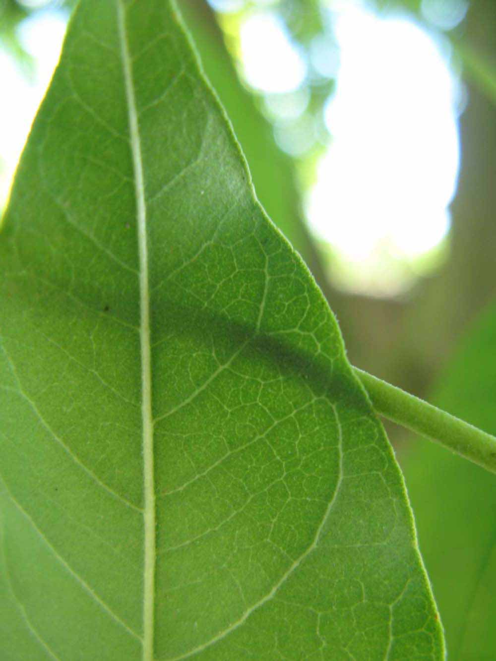              Margin (Winter Haven, FL)       